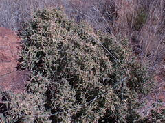 Melolobium microphyllum