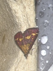 Pyrausta purpuralis