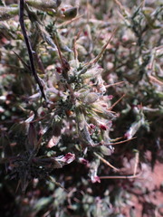 Melolobium microphyllum