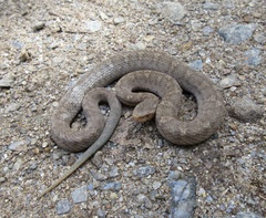 Gloydius ussuriensis