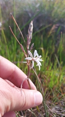Trachyandra filiformis