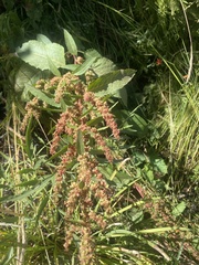 Rumex salicifolius