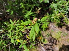 Rhododendron groenlandicum