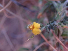 Melolobium microphyllum