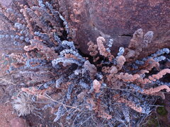 Cheilanthes eckloniana