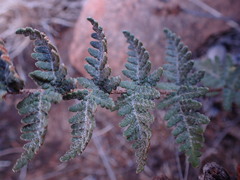 Cheilanthes eckloniana