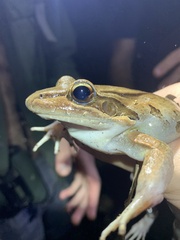 Leptodactylus bolivianus