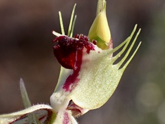 Caladenia verrucosa