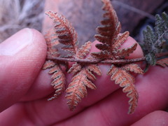 Cheilanthes eckloniana