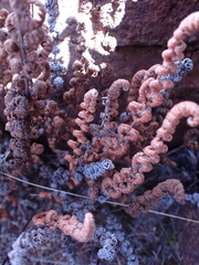 Cheilanthes eckloniana