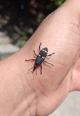 Cactophagus spinolae