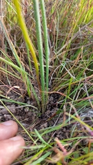 Trachyandra filiformis