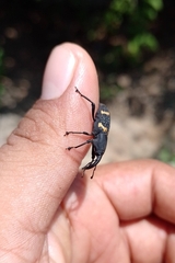 Cactophagus spinolae