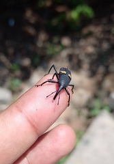 Cactophagus spinolae