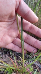 Trachyandra filiformis