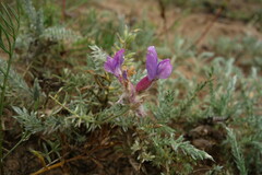 Oxytropis lanata
