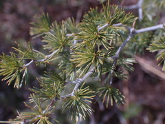 Asparagus laricinus