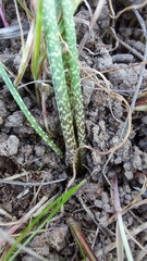 Trachyandra filiformis