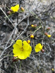 Hibbertia virgata