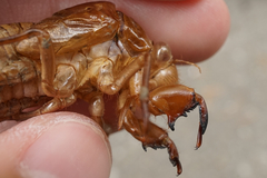 Hyalessa maculaticollis