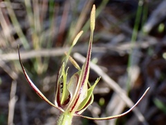 Caladenia verrucosa