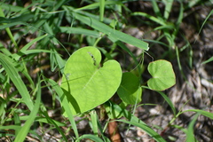 Ipomoea amnicola
