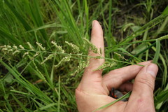 Beckmannia syzigachne