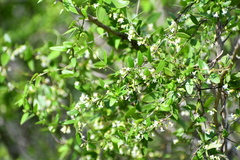 Metastelma barbigerum