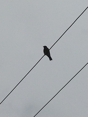 Sphecotheres vieilloti