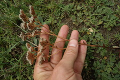 Goniolimon speciosum