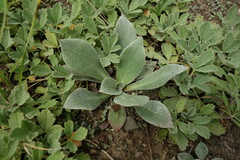 Goniolimon speciosum