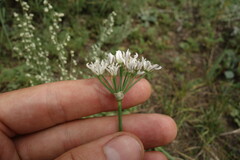 Allium ramosum