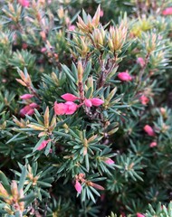 Brachyloma ericoides