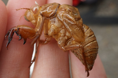 Hyalessa maculaticollis