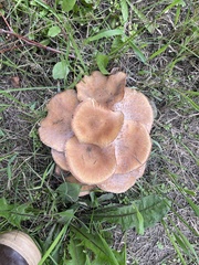Armillaria calvescens
