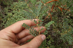 Caragana buriatica