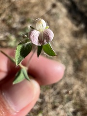 Acmispon americanus