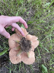 Armillaria calvescens