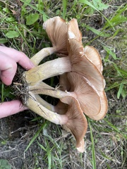 Armillaria calvescens