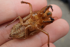Hyalessa maculaticollis
