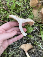 Armillaria calvescens