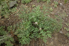 Pulsatilla