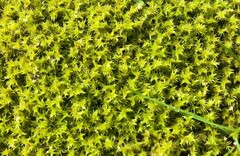 Triquetrella papillata