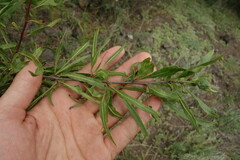 Rhamnus erythroxylum