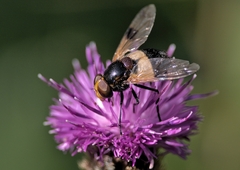 Volucella pellucens