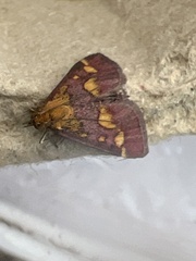 Pyrausta purpuralis