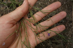 Polygala tenuifolia