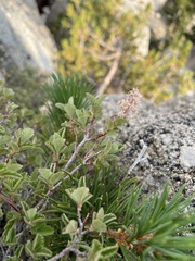 Holodiscus discolor microphyllus