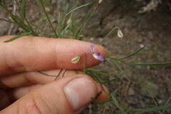 Polygala tenuifolia
