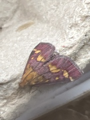 Pyrausta purpuralis
